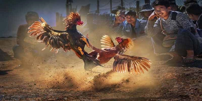 Tìm hiểu thông tin sơ lược về đá gà CPC1