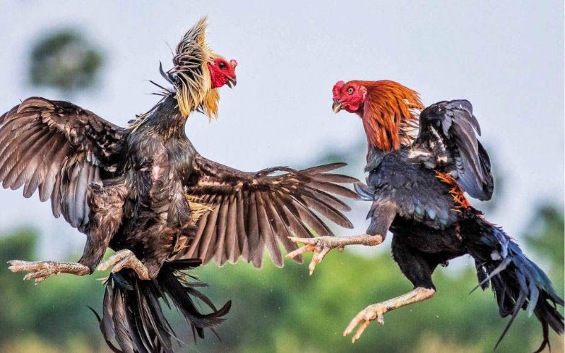 Cập nhật thông tin lịch thi đấu các trận đá gà Thomo