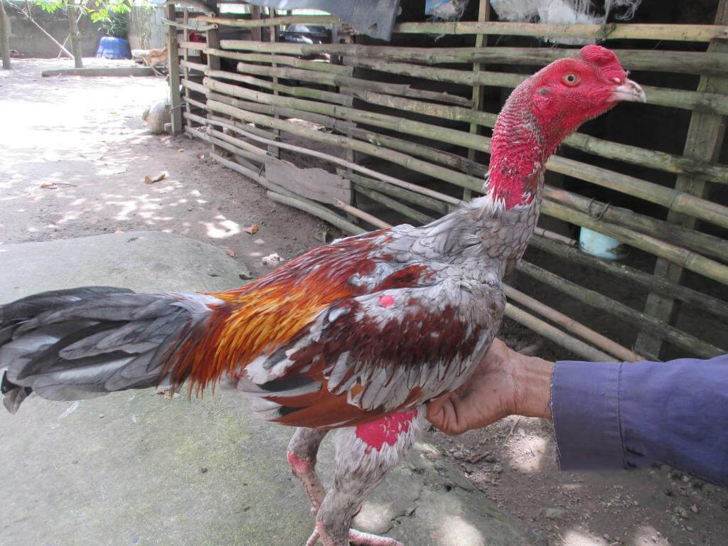 Tắm nắng, luyện tập hàng ngày cho gà chọi để làm dày da