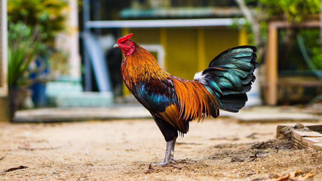 Tập luyện rất cần đối với gà đá Mỹ