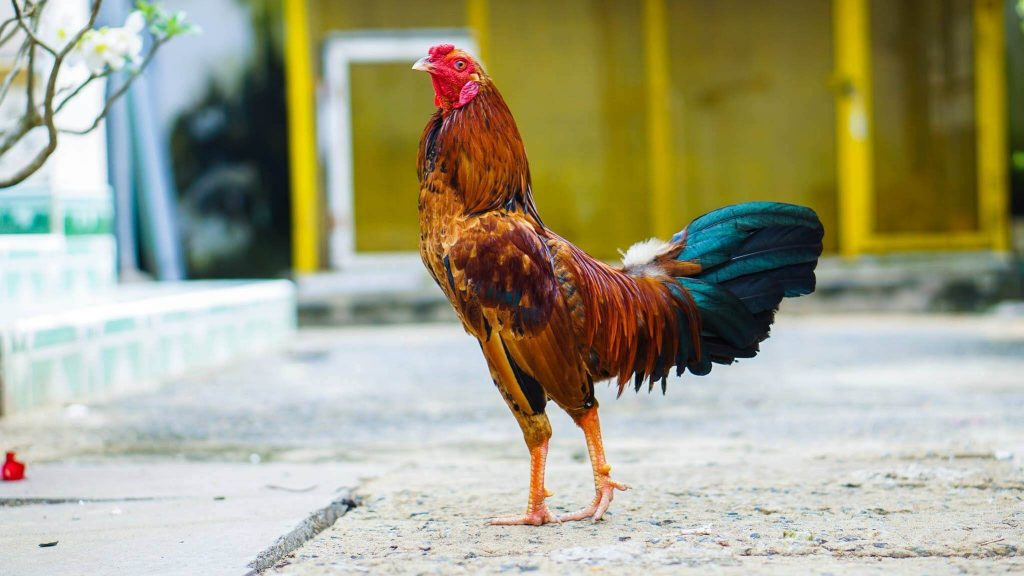 Lựa chọn giống khi nuôi gà đá Mỹ
