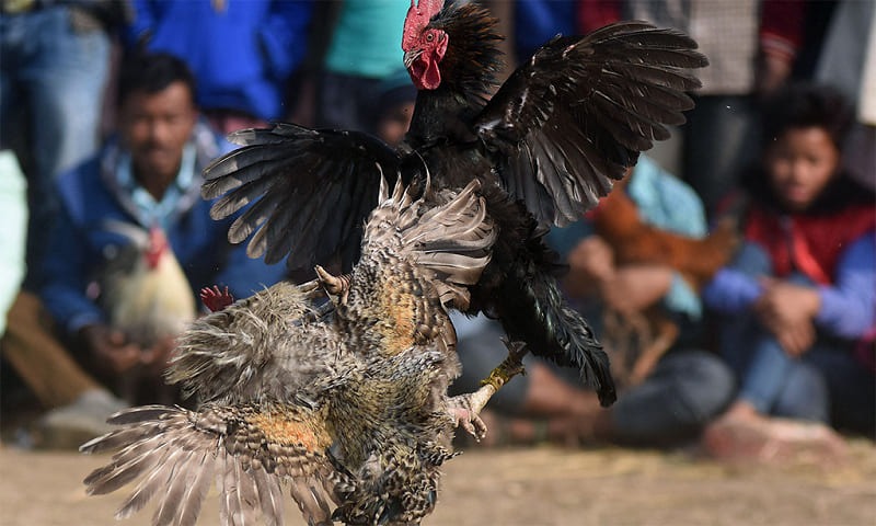 Tonhon cung cấp lịch thi đấu thường xuyên