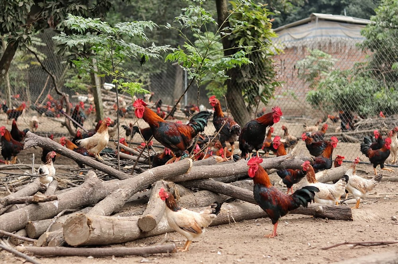 Vệ sinh chuồng trại mỗi ngày