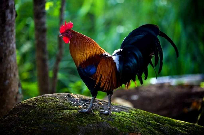 Chăm sóc giống gà Saipan có khó không?
