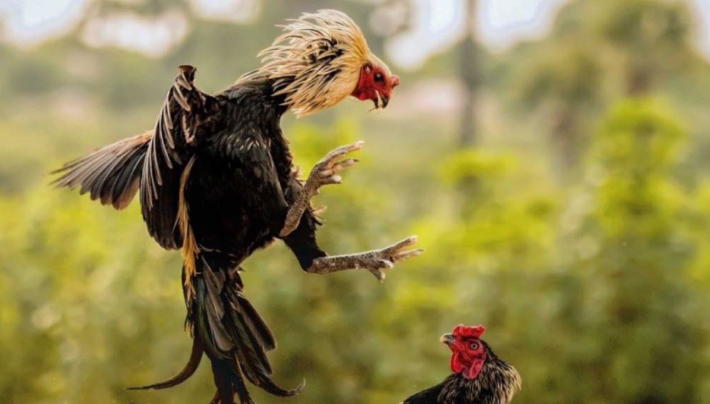 Bạn hãy xây chuồng trại thoáng mát để gà đá phát triển cơ bắp chân